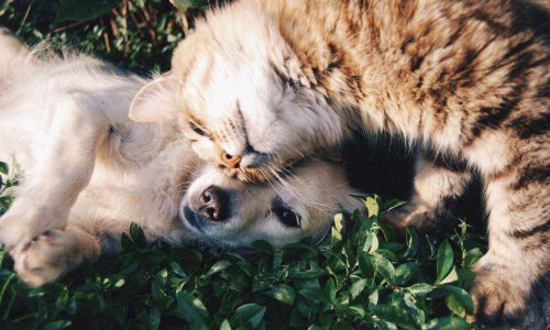 CONSEJOS para que perros y gatos convivan sin morir en el intento