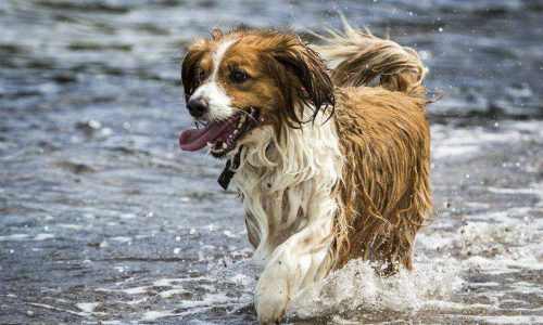 Tips para refrescar a tu perro en verano
