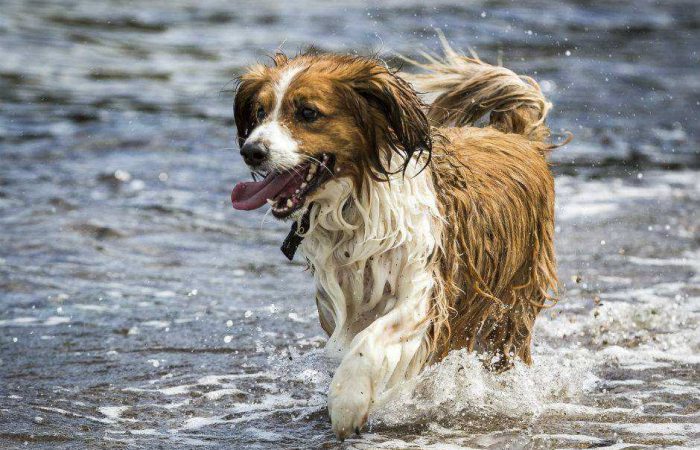 Tips para refrescar a tu perro en verano