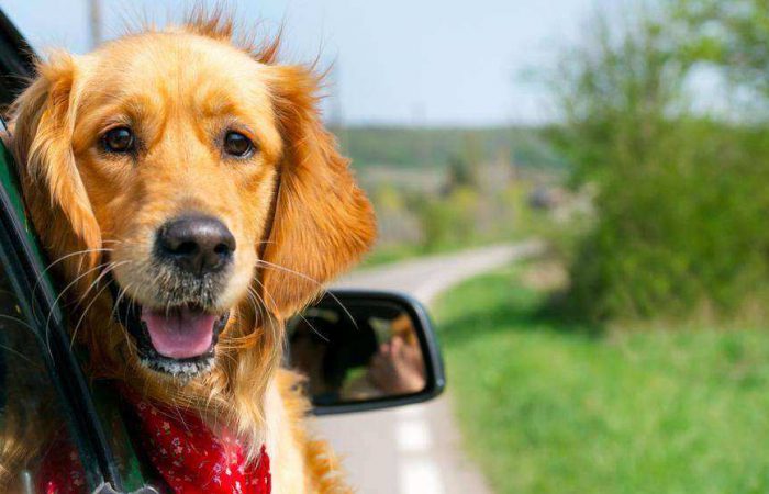 Sugerencias para viajar con tu mascota este verano