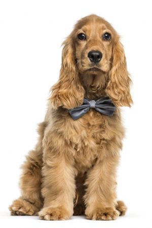 English Cocker Spaniel sitting in front of white background