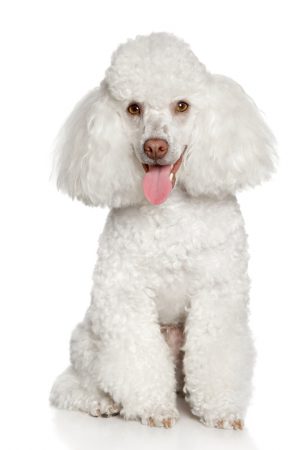 White poodle puppy, isolated on a white background