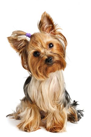 Puppy yorkshire terrier  on the white background