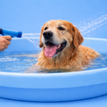 Tips para refrescar a tu perro en verano
