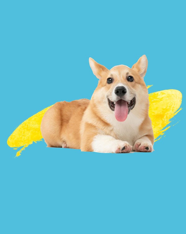 perro pequeño con fondo amarillo en dogs and dogs