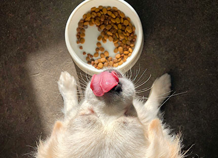Perro con plato de comida