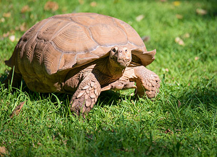 tortuga sobre el pasto de una jardin en dogs and dogs