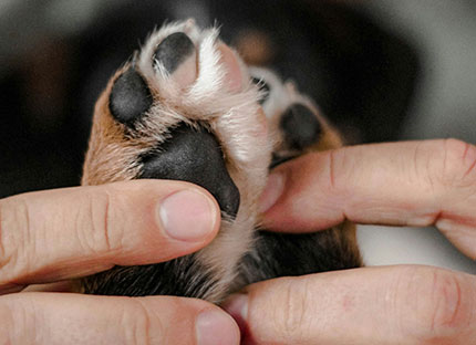 hombre agarrando las patas de un animal