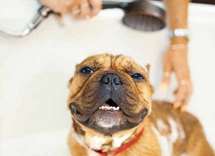 perro en una bañera con una chica que lo ducha