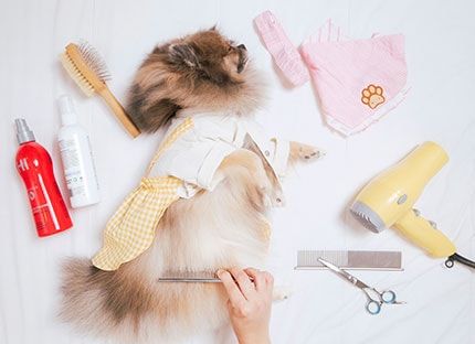 imagen de perro con elementos de peluquería y cuidado