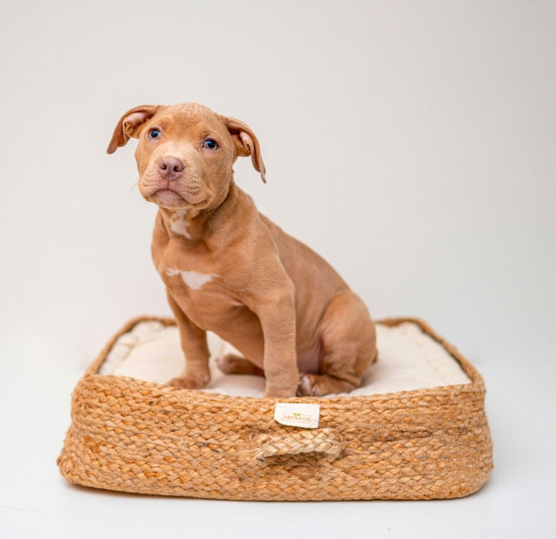 cachorro de perro sentado en cama de perro en dogs an dogs