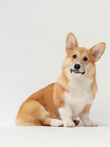 perro simpático en dogs and dogs