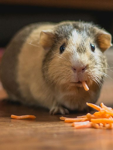 coballa comiendo zanahoria