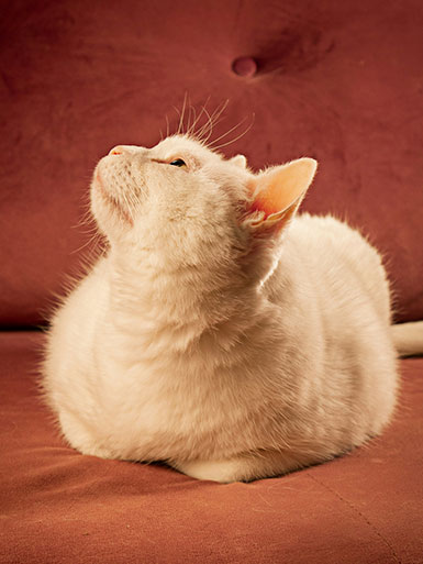 Gato acostado en un sofá en dogs and dogs